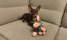 Pet-Dog-Toys Chew Toy Pet-Supplies Donkey Animal Small Dogs Puppy Plush-Squeak Bite-Resistant