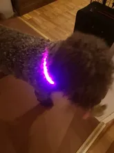 Night-Dog-Collars Glowing Flashing Rechargeable LED HILIFE Night-Safety Luminous