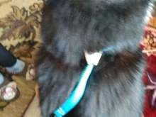 Breakaway Cat Collar Cute Bow Vests Cat Harness and Leash Cat Product Cat Accessories