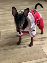 Coats Jacket French Bulldog Waterproof Pet-Dog Small-Dogs Chihuahua Winter Warm for Pets-Clothing