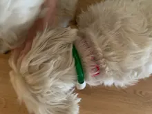 ¿Usb Led de perro Collar recargable de carga LED tubo intermitente noche collares de perro juguetes seguridad Collar para perros mascotas?
