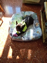 Chaleco impermeable para perros grandes y pequeños, abrigo cálido de invierno para cachorros, ropa para mascotas, 4XL, 5XL, nuevo