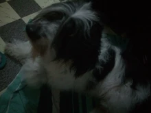 Shaver-Machine Grooming-Kit Pet-Hair-Trimmer Dogs-Clipper Horse-Animals Haircut Professional