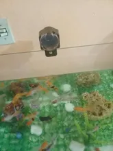 Pond-Food-Feeder-Feeding Aquarium-Timer Automatic-Fish-Feeder with LCD Adjustable