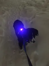 Led-Light Backpack Harness Collar Truelove Safety for Pet-Wear with Water-Resistant And