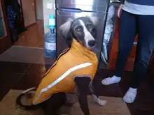 MySudui Medium Big Dog Winter Clothes For Dogs Pets Clothing Reflective Dog Jackets Outdoor