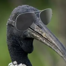 J***l