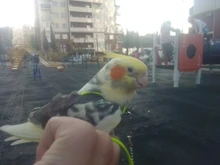 Training-Rope Harness Bird-Leash Parrot Flying Outdoor Pet Cross-Band Lets Adjustable