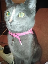 Bonitos juguetes de perro interactivo pelota para perro mascota gato de juguete con campana pequeña Arco Iris perros etiqueta de dirección collar accesorios #1227