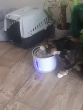 Dispensador de agua para mascotas, bebedero automático para gatos y perros, dispensador de agua eléctrico con USB, bebedero silencioso