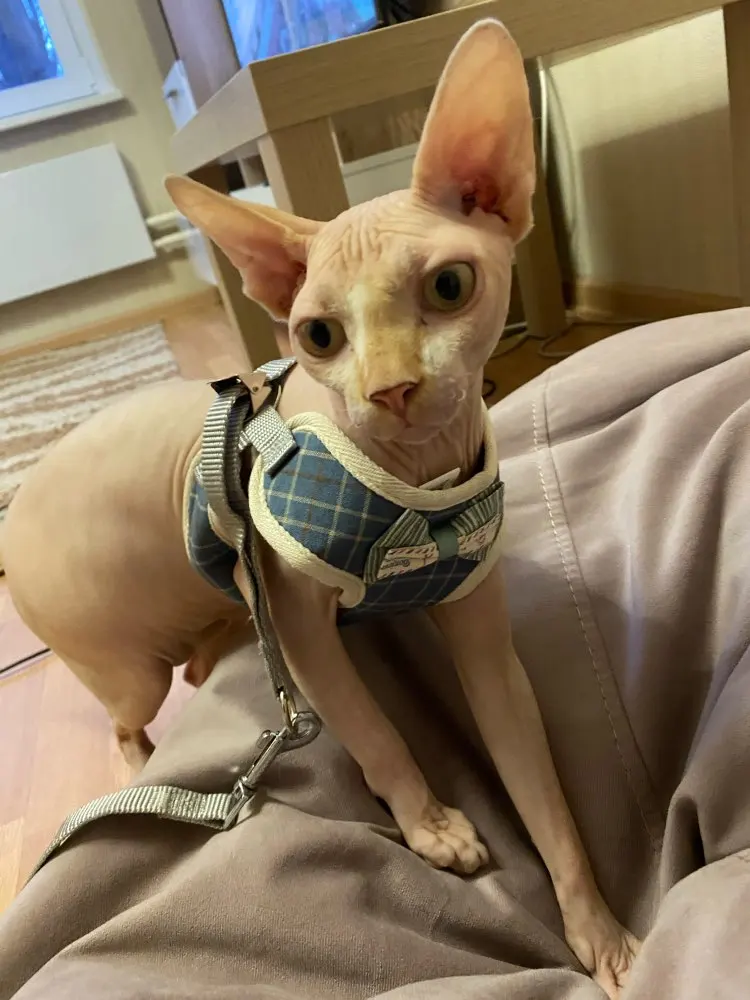 Super pretty bowtie tuxedostyle Sphynx Cat harness with leash