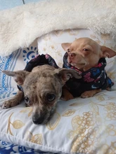 Ropa de invierno para mascotas, atuendo con chaleco cálido para perros pequeños, abrigo para perro, Chihuahua acolchado, a prueba de viento, 20