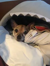 Dog House Shark Washable House Pet Bed Shark Dog Bed Cat Beds & Mats House Sleeping Sofa