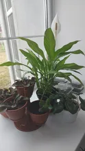 3 unids/set tres piezas pala rastrillo plantación herramientas combinación casa jardinería herramienta balcón casa crecido Mini cavando trajes
