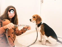 Collar personalizado impreso para mascotas, Collar de nailon para perro, personalizado, grabado gratis, Collar de nombre de cachorro, para perros pequeños, medianos, grandes, Pug