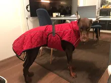 Jackets Dog-Coats Outdoor Winter Pet-Dog Dogs Large Medium for Warm Clothing Kurtka Ubranka