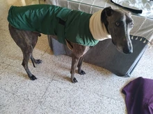 Jacket Clothing Coat Greyhound Waterproof Dog Dogs Large Super-Warm Medium Thick 