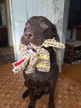 Cute Pet Dog Toys Chew Squeaker Animals Pet Toys Plush Puppy Honking Squirrel For Dogs