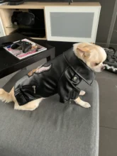 Jacket Dog-Coat Puppy Eagle-Pattern Waterproof Outdoor Outerwear Pet Small Soft Fashion