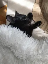 Blanket Mattress Sleeping-Cover Dogs Plush Fluffy Small Dog-Mat Dog-Supplies Cat-Bed