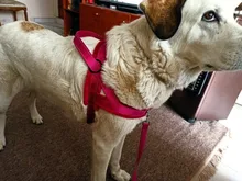 No-¡perro arnés reflectante ajustable de franela acolchada pequeño, mediano y grande arnés tipo chaleco para perro fácil para caminar de formación