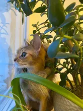 Disfraz de perro o gato Peluca de melena de León, gorro para gato, perro, ropa de Halloween y Navidad, vestido de lujo con orejas, ropa para mascotas