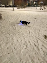 Pet-Supplies Leash Dog-Accessories Led-Collar Flashing Small Dog Night-Safety Rechargeable