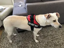 Arnés de nailon ajustable para perro, Collar reflectivo para perro, conjunto de arnés y correa para perros, chaleco de identificación, parche personalizado para caminar