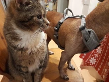 Pet-Harness Truelove Walk Padded Seat-Belt Handle Reflective-Dog Adjustable Small Soft