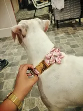 Dog-Accessories Collars Engraved Pet-Puppy Printed Custom Personalized Fashion Nylon