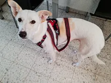 Truelove-arnés frontal de nailon para perro, chaleco sin tirones, arnés de seguridad ajustable suave para perro, pequeño, grande, para correr, entrenamiento, Bulldog francés