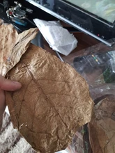 Betta Fish Shrimp Aquarium Almond-Leaves Natural Indian 10pcs Habitat Terminalia Kill-Bacteria