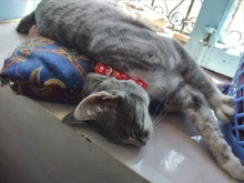 Nuevo lindo Collar campana para gatos Collar de perro Teddy Bomei perro de dibujos animados divertido huella collares lleva Cat accesorios Animal productos