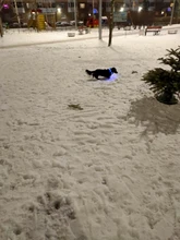 Pet-Supplies Leash Dog-Accessories Led-Collar Flashing Small Dog Night-Safety Rechargeable