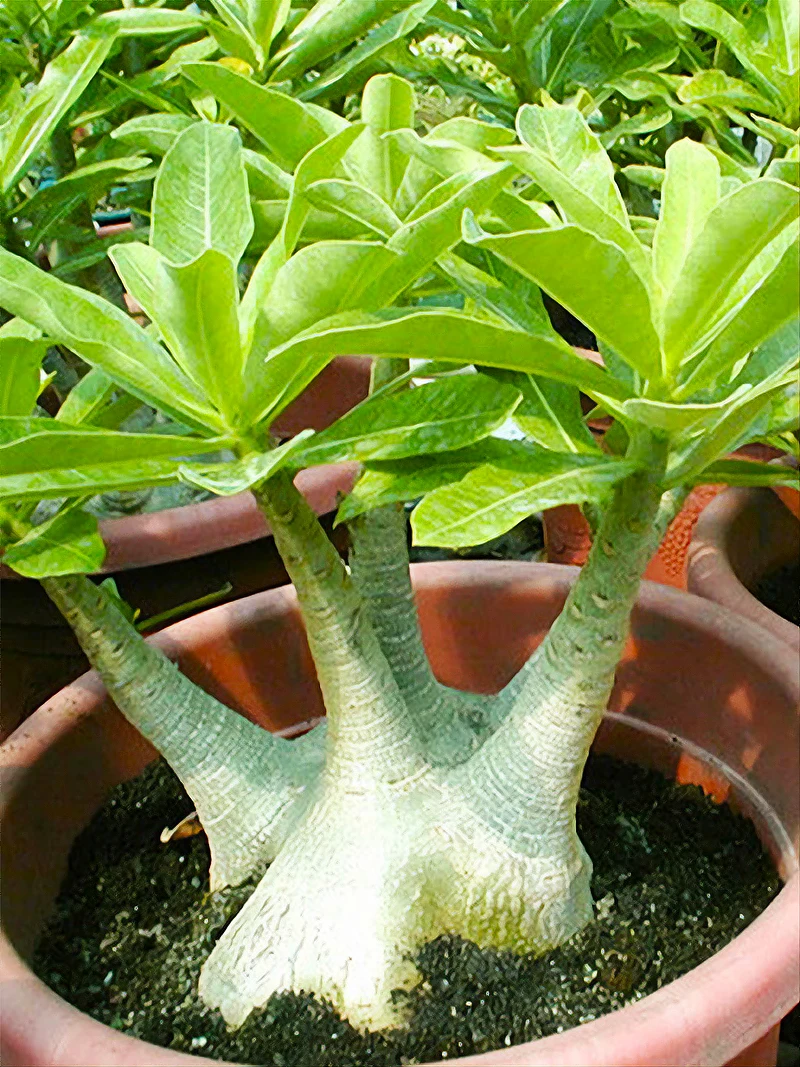 Семена Адениума Микс Купить Почтой России