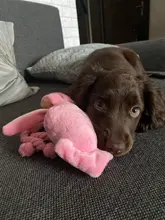 Calamar bonito y pequeño sonido de juguete de perro BB, mascota de peluche, cuerda de perrito, mordedores de juguete con sonido rosa para gato