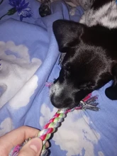 Toy Pet-Supplies Puppy Chew Durable Bone Funny-Tool Pets Dogs Cotton 1pcs Rope-15cm Braided