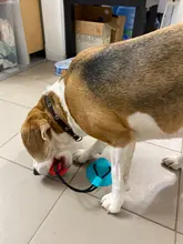 Pet Dog Toys Silicon Suction Cup Tug dog toy Dogs Push Ball Toy Pet Tooth Cleaning Dog