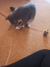 Bowl Feeder Food-Ball Tumbler Pets-Supplies Leakage Feeding-Toys Training Cat Exercise