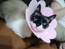 Collar antimordedura con forma de flor para gatos domésticos, protección para perros y cachorros, Collar de recuperación para mascotas