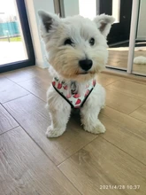 Arnés de nailon para perros y gatos, chaleco con estampado para cachorros de tamaño pequeño y medio, Bulldog Francés y Chihuahua