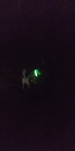 Dog-Collars Glowing Flashing Pet-Dog Rechargeable LED Night-Safety Luminous
