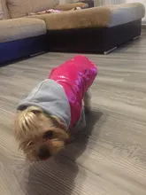 Hoodies Jacket Puppy French-Bulldog Small Dogs Waterproof Dog Chihuahua Winter Autumn