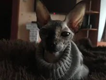 Cute Cat Sweater Pullover Winter Warm Pet Clothes for Cats Kedi Kitten Sweatshirt Cat