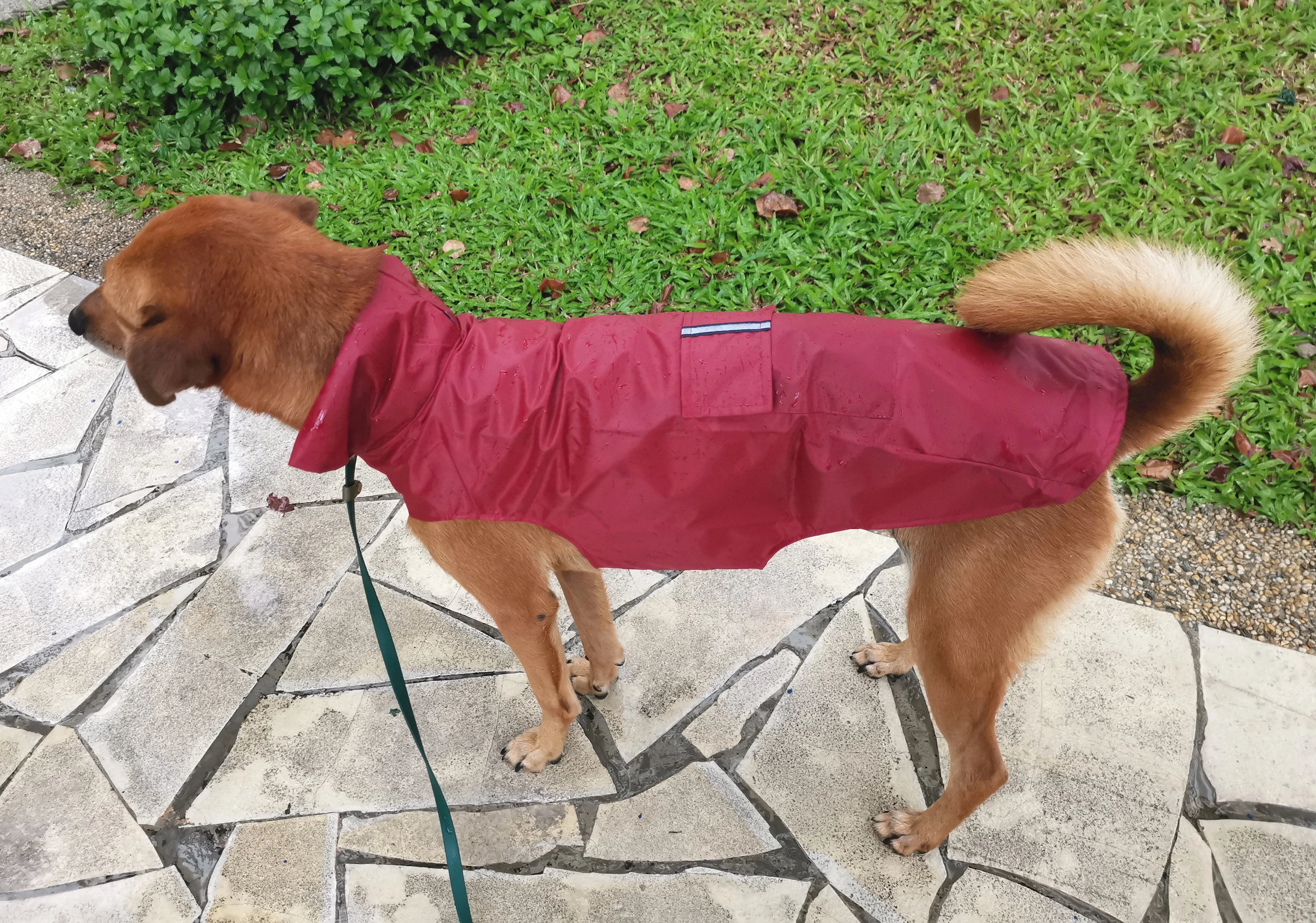 Convenient Raincoat To Keep Dogs Dry On Rainy Days photo review