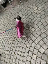 Coat Jacket Vest Bulldog-Clothing Puppy Dogs-Chihuahua French Waterproof Large Winter