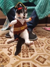 Funny Cat Costumes Pirate Suit Cat Clothes Kitty Kitten Corsair Halloween Costume Puppy