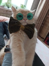 Productos para mascotas encantador redondo Vintage gato gafas de sol reflejo ojo gafas para perro pequeño gato accesorios fotos de mascotas accesorios
