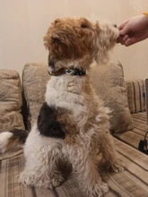 Collar para perro personalizado de nailon, con grabado impreso, identificativo, para cachorros, pequeños, medianos y grandes