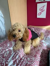 Coat Jacket Puppy-Vest Dogs Waterproof Winter Medium Pet-Dog Zipper Small Large Warm